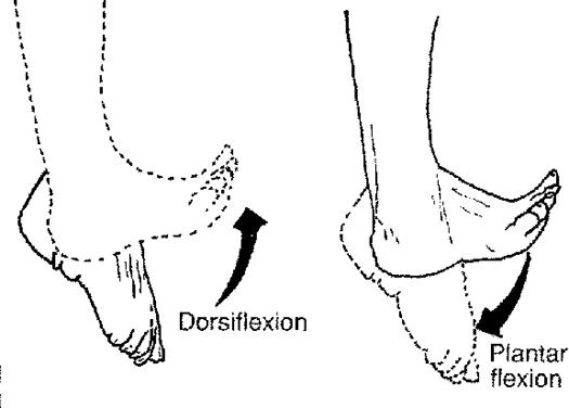 Ankle Ligaments - Foot & Ankle - Orthobullets